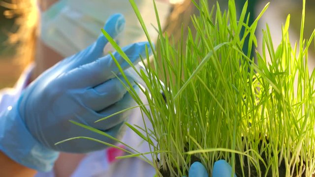 Woman scientist in goggles and a mask examines a sample of soil and plants
