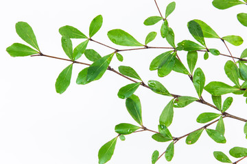 Beautiful Ivory Coast Almond branches isolated on background.
