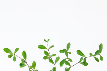 Obraz premium Beautiful Ivory Coast Almond branches isolated on background.