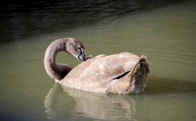 Fototapeta na wymiar black swan in water