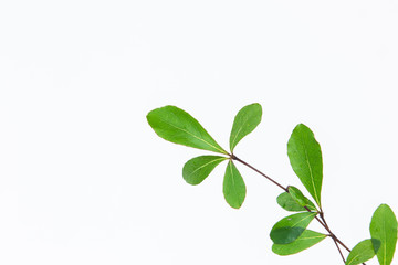Beautiful Ivory Coast Almond branches isolated on background.