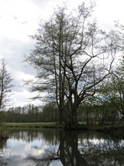 Fototapeta na wymiar the tree on the lake