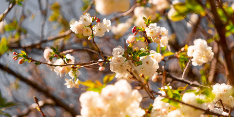 Cherry Blossoms