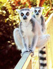 ring tailed lemur
