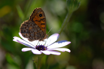 MARIPOSA POLINIZANDO UNA MARGARITA BLANCA