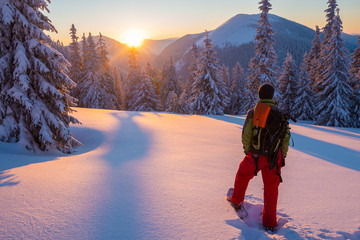 Adventurer in snowshoes stands among huge pine trees