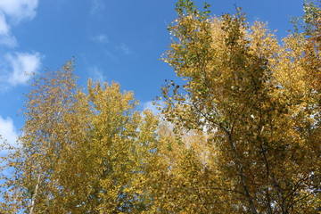  Autumn foliage striking in its multicolor