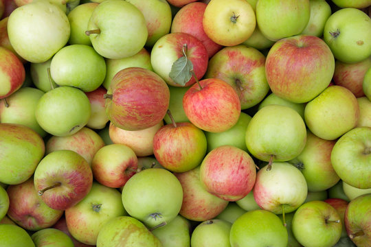 Somerset Apples For Cider Making 