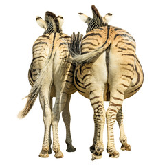 Obraz premium Two zebras standing, back side view, isolated on white background.