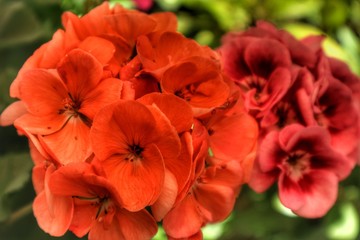 Naklejka premium PICARTLINXX