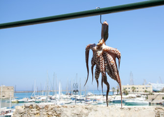 Traditional greek sea food, octopus, drying in the sun in front of a restaurant, Crete Island, Greece