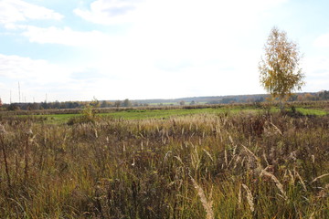 Autumn meadow is at the edge of the forest