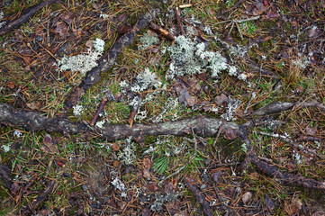 racines d'arbres sur le chemin