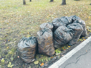 Fototapeta na wymiar Leaf removal. Large, overflowing trash bags full of raked up tree leaves in autumn. Raking leaves.