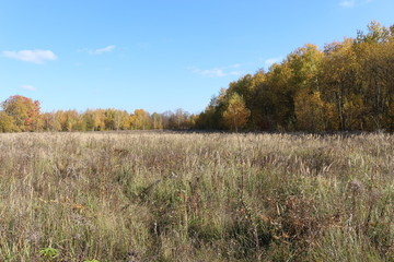 Fototapeta premium Autumn meadow is at the edge of the forest