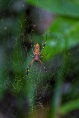 Spider