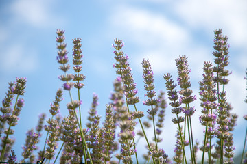 Duftendes Lavendelfeld und blauer Himmel