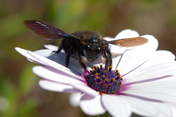 ABEJORRO POLINIZANDO FLORES