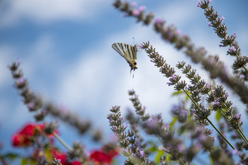 Schmetterling in Lavendelfeld, blauer Himmel