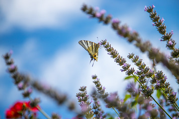 Schmetterling in Lavendelfeld, blauer Himmel