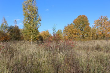 Autumn meadow is at the edge of the forest
