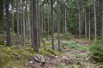 Growing spruce forest