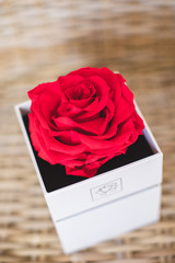 Rose éternelle
