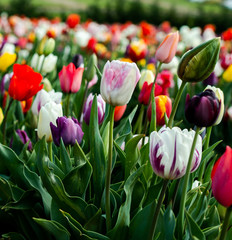 Tulip flower bloom in tulip festival