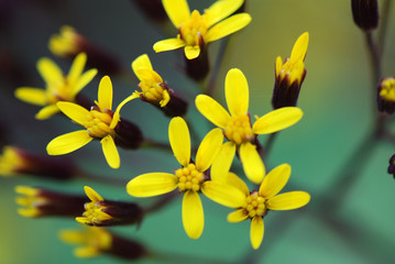 Fototapeta premium FLORECILLAS AMARILLAS DE CINCO PÉTALOS