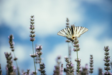 Schmetterling in Lavendelfeld, blauer Himmel