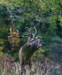 Dominant red stag deer Roaring during autumn rutting season