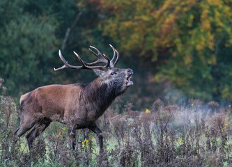 Red stag deer Roaring during autumn rutting season