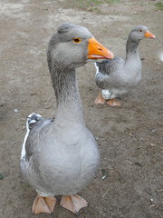 Zwei freilaufende neugierige graue Gänse, Nahaufnahme
