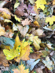 Fall. Autumn foliage. Park in the fall.