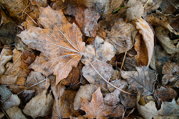 leaves covered with hoarfrost