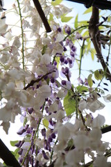 藤の花