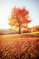Awesome image of the autumn beech tree.