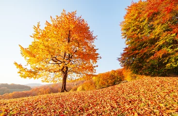 Tuinposter Geweldige foto van de herfstbeuk. © Leonid Tit