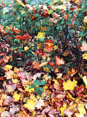 Fall. Autumn foliage. Park in the fall.