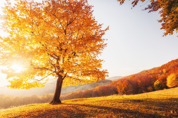 Awesome image of the autumn beech tree. - obrazy, fototapety, plakaty
