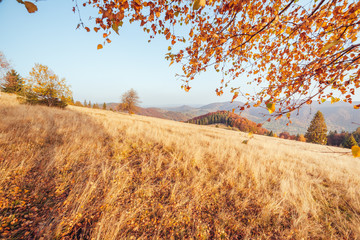 Majestic birches in sunny beams at magical valley.