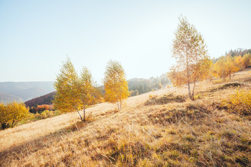 Fototapeta premium Majestic birches in sunny beams at magical valley.
