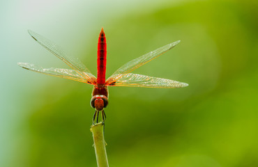 Firefly