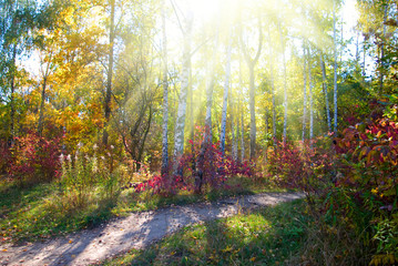 autumn forest landscape closeup
