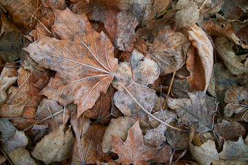 leaves covered with hoarfrost