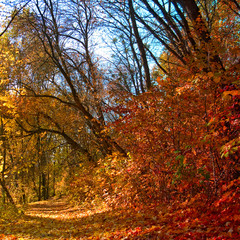 autumn forest landscape closeup
