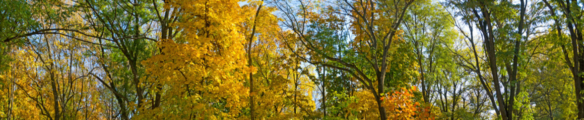 Fototapeta premium autumn trees in the forest