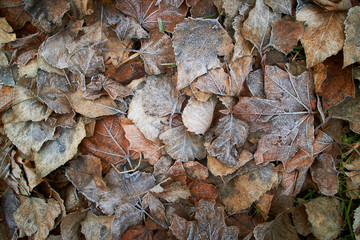 leaves covered with hoarfrost