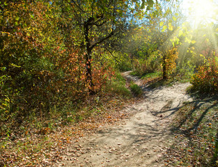 autumn forest landscape closeup