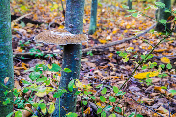Red Belted Polypore, Bracket Fungus Base Of Tree